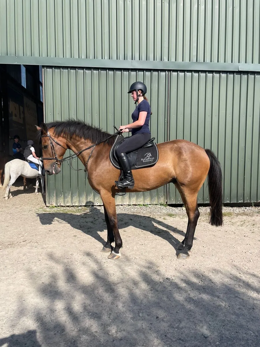 4 year old Hiello - Image 2
