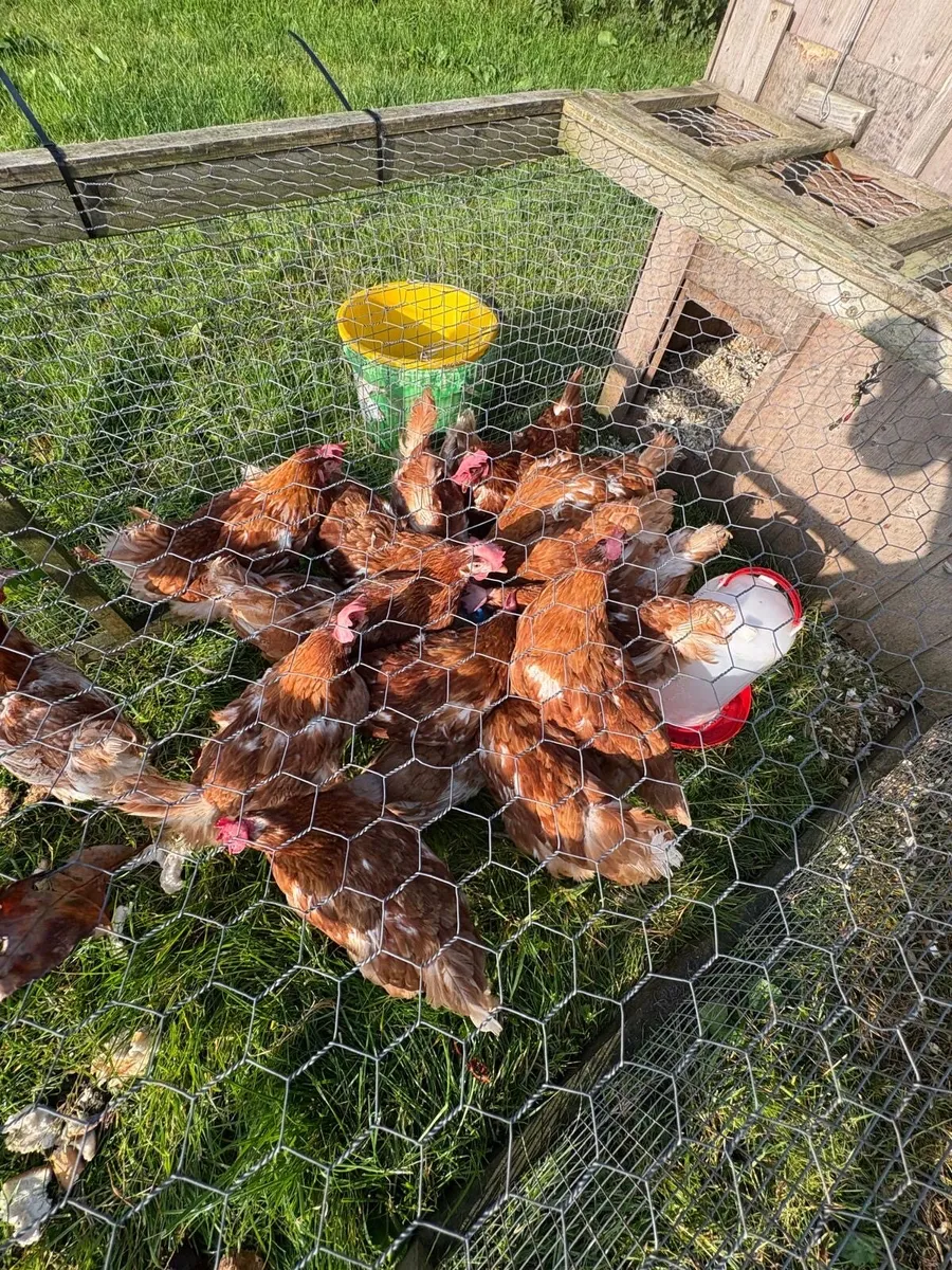 Hens - Image 1