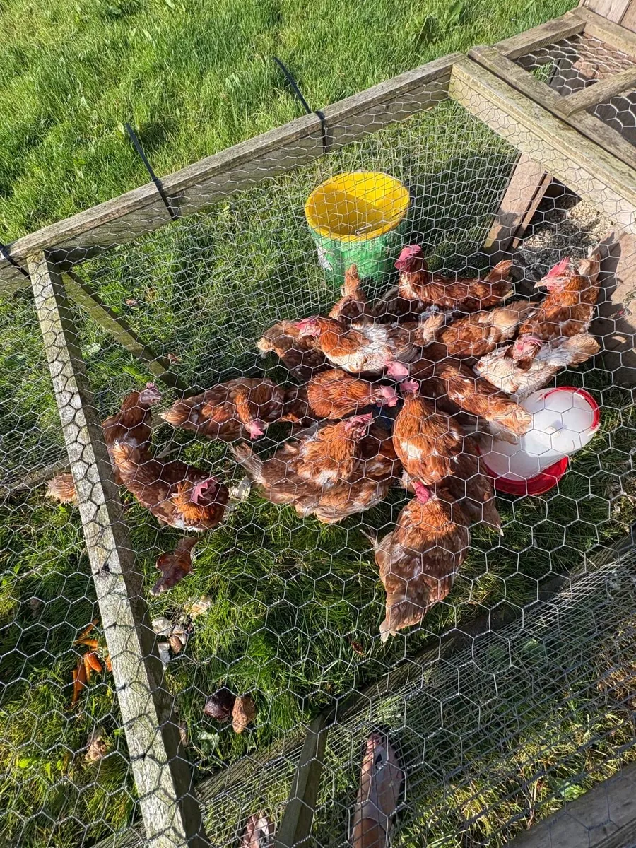 Hens - Image 2