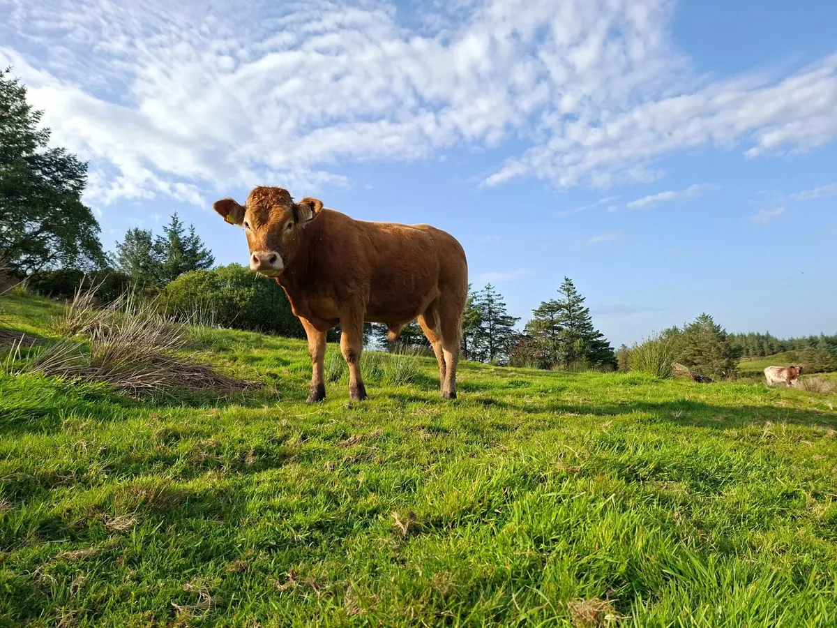 PBR Limousin Bull - Image 1
