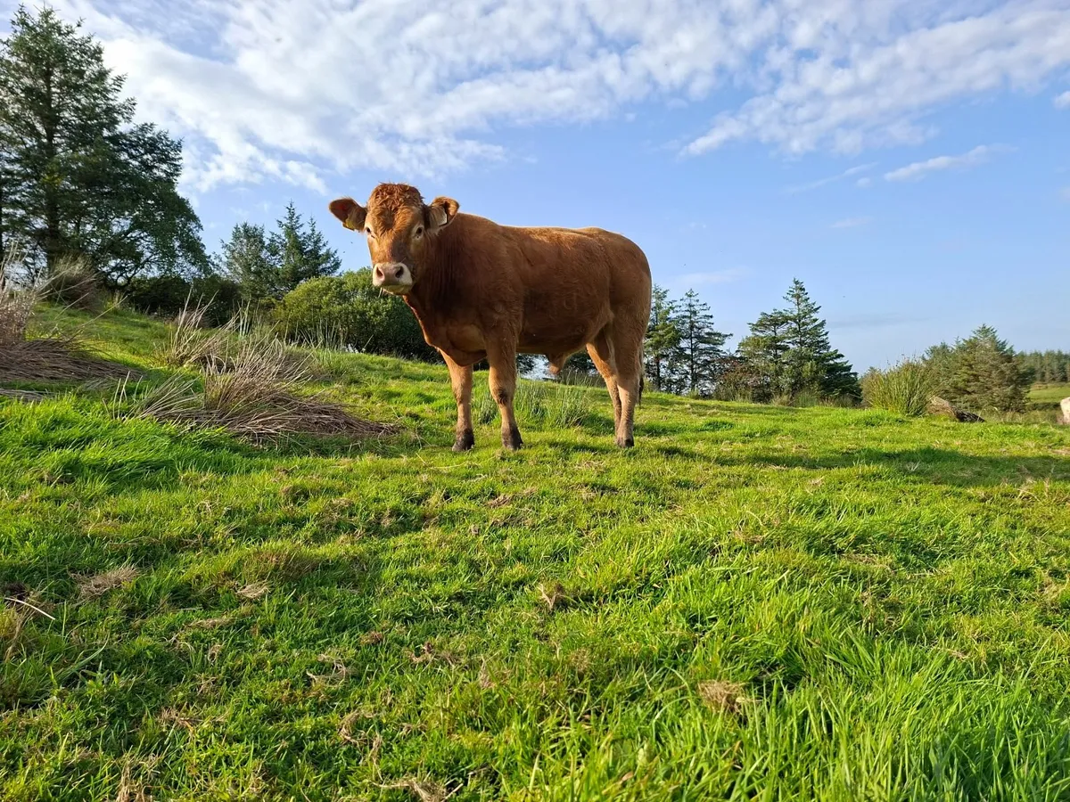 PBR Limousin Bull - Image 2