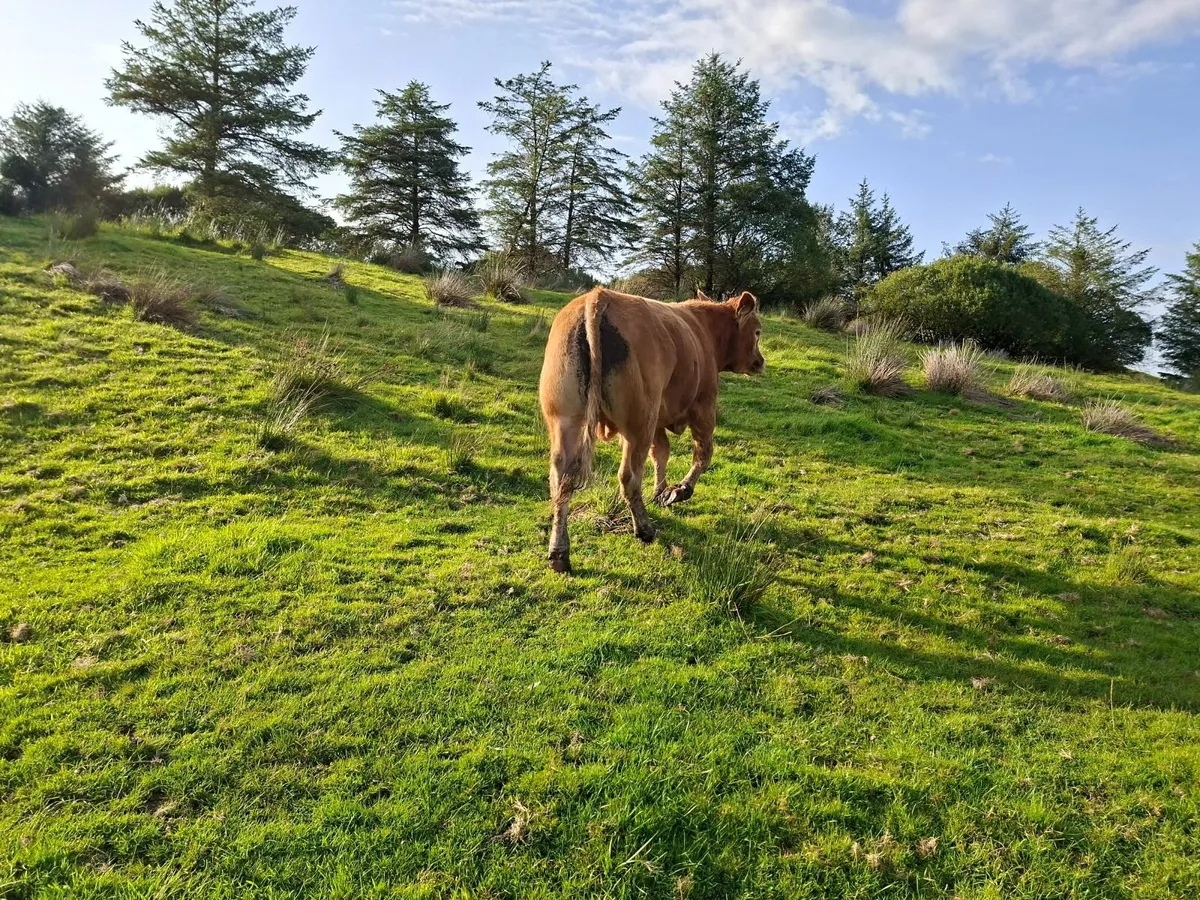 PBR Limousin Bull - Image 3