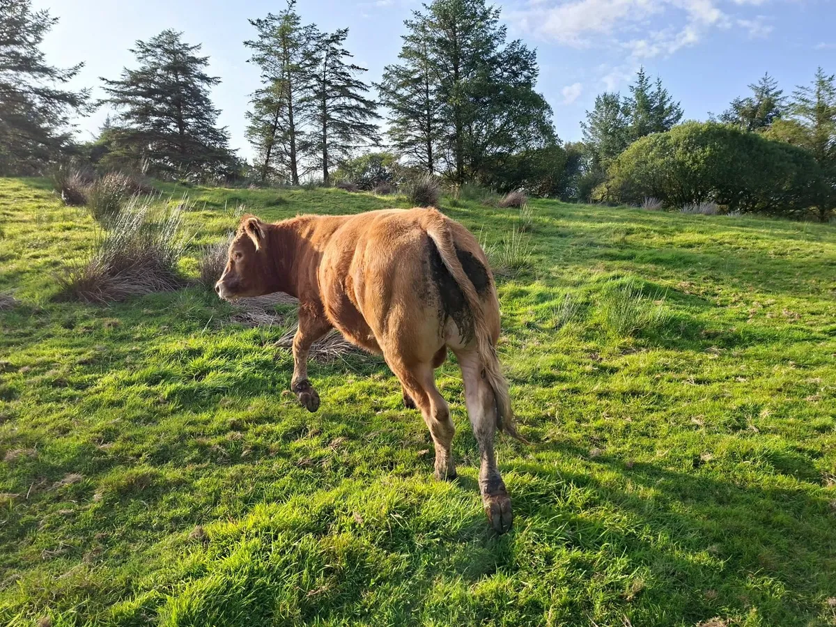 PBR Limousin Bull - Image 4