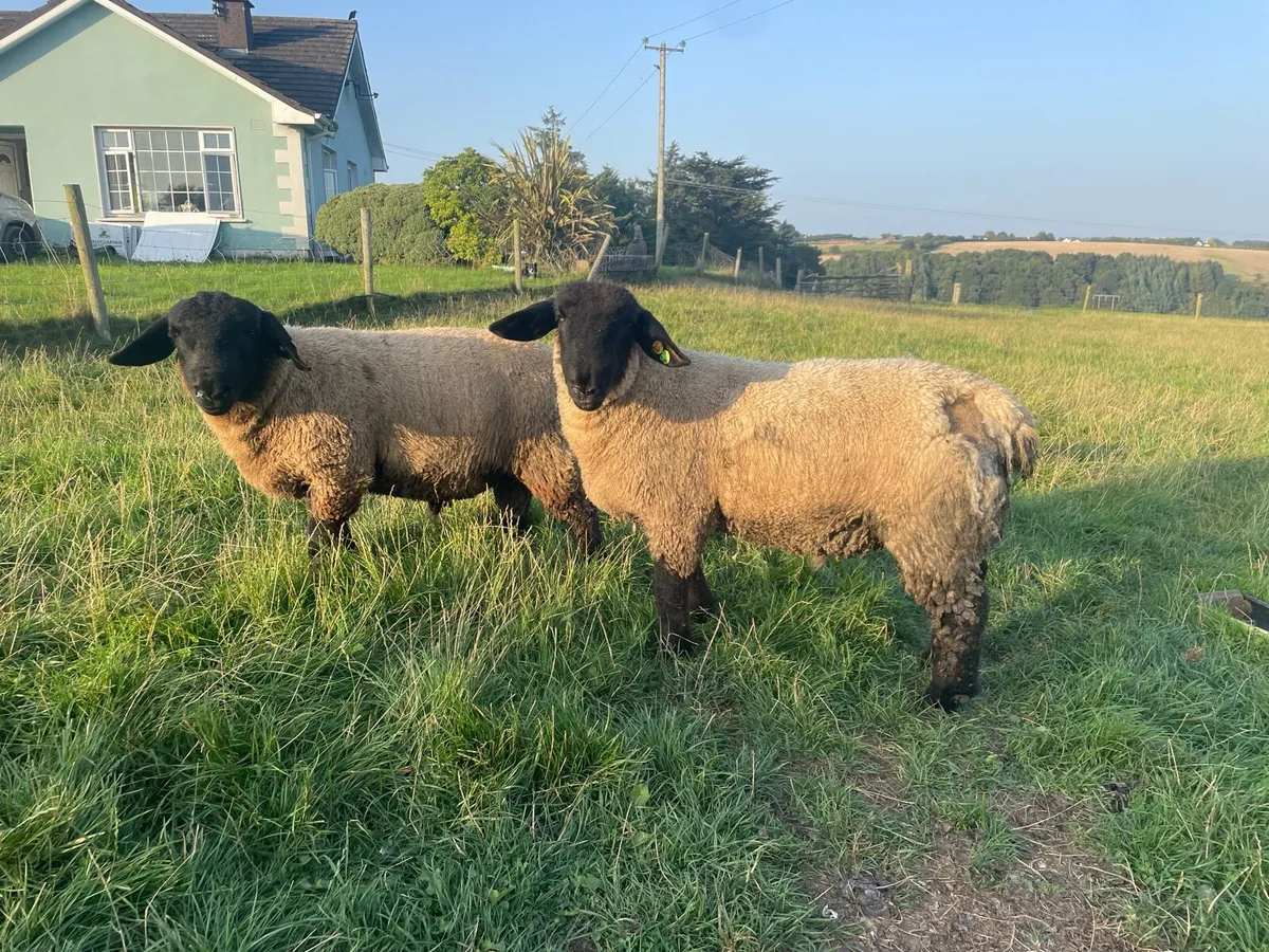 Suffolk Ram lambs SIS - Image 4