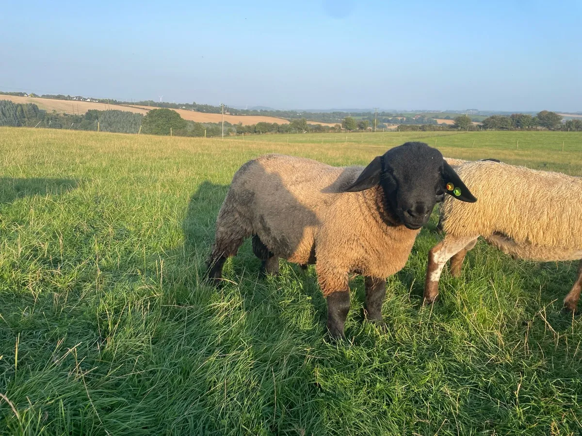 Suffolk Ram lambs SIS - Image 3