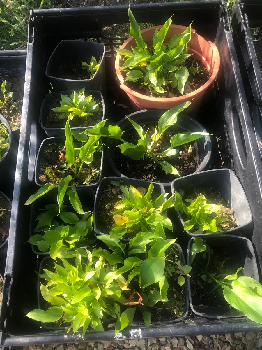 Flowers - Image 2