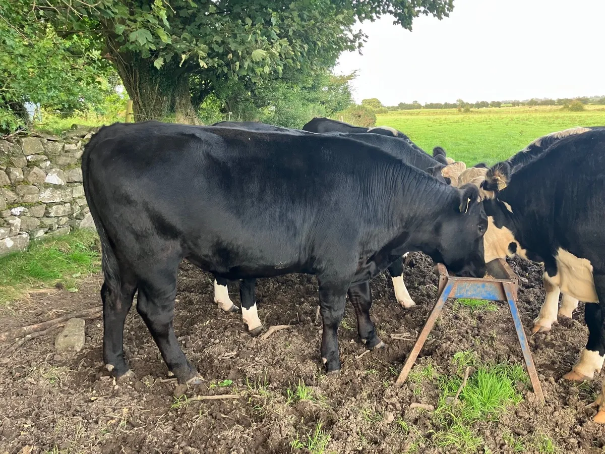 Bullocks - Image 1