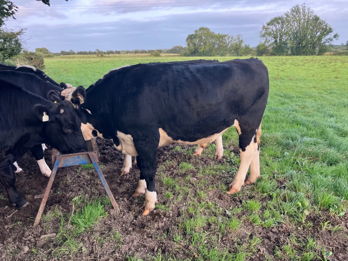 Bullocks - Image 2