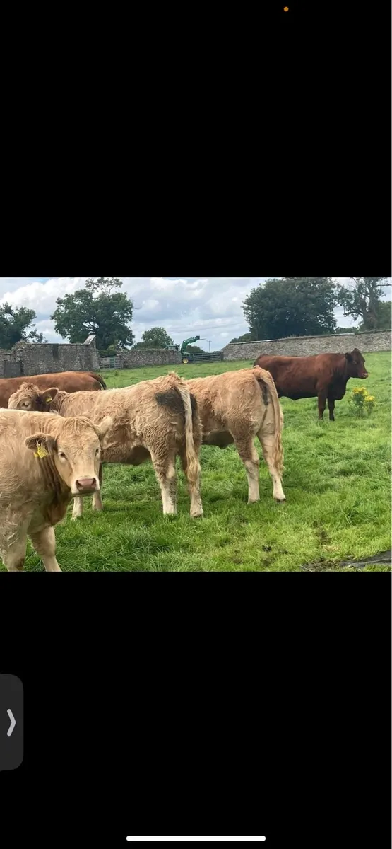 Four Top Class Heifers - Image 1