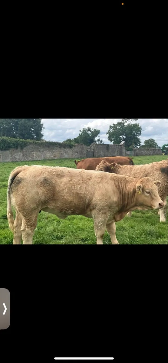Four Top Class Heifers - Image 2