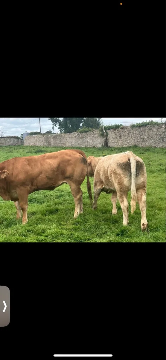 Four Top Class Heifers - Image 3