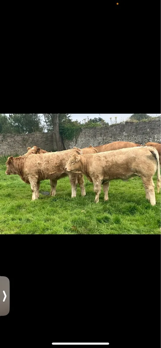 Four Top Class Heifers - Image 4
