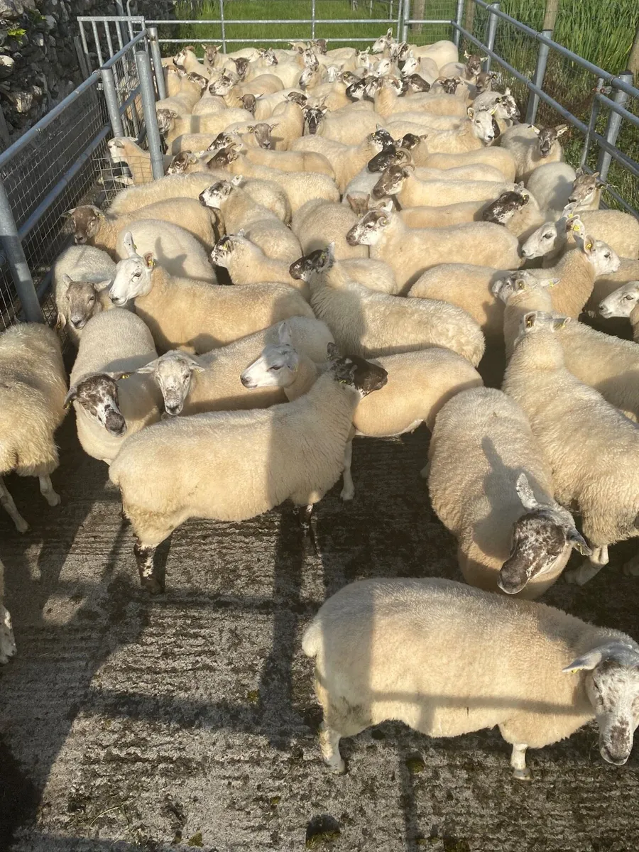Quality Hoggets - Image 1