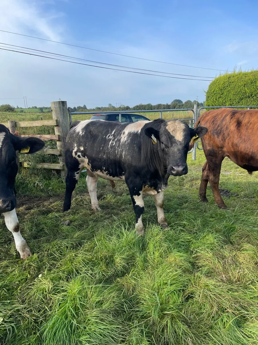Bullocks - Image 1