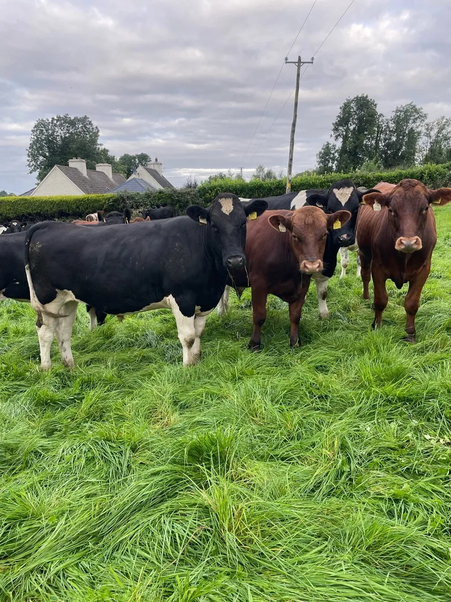 Bullocks - Image 3