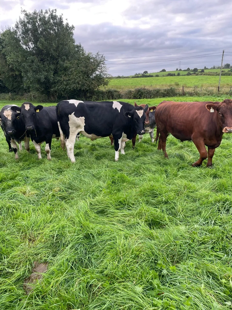 Bullocks - Image 4