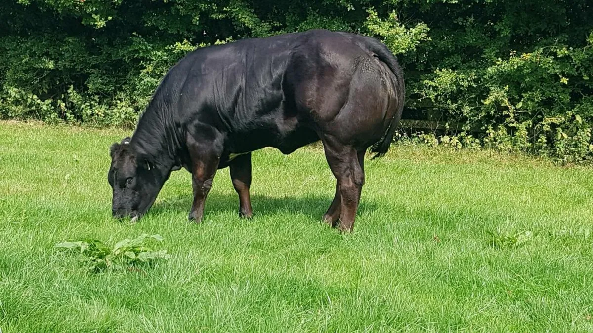BB and Limo weanlings - Image 1