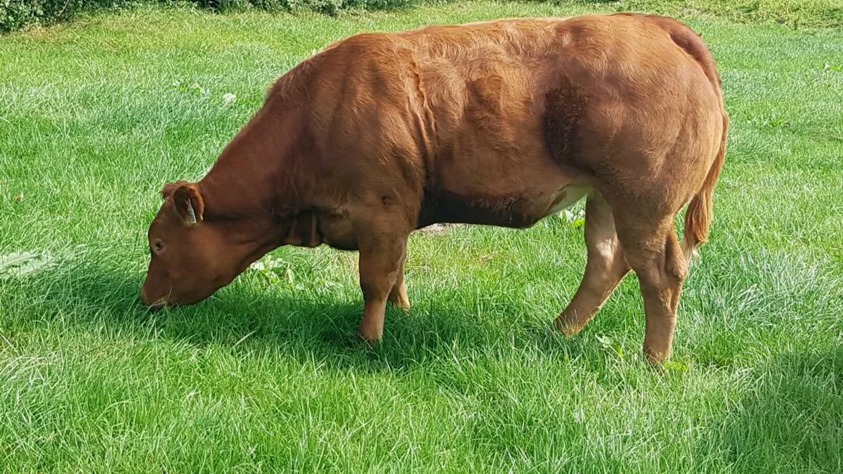 BB and Limo weanlings - Image 2