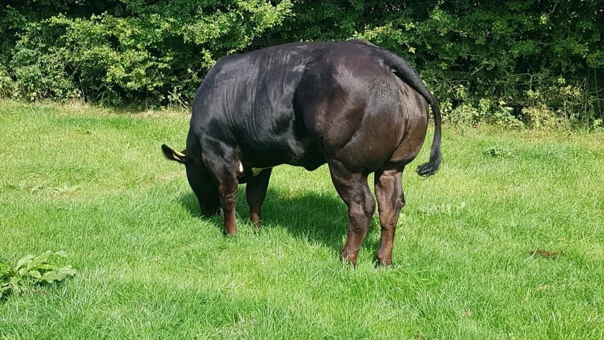 BB and Limo weanlings - Image 3