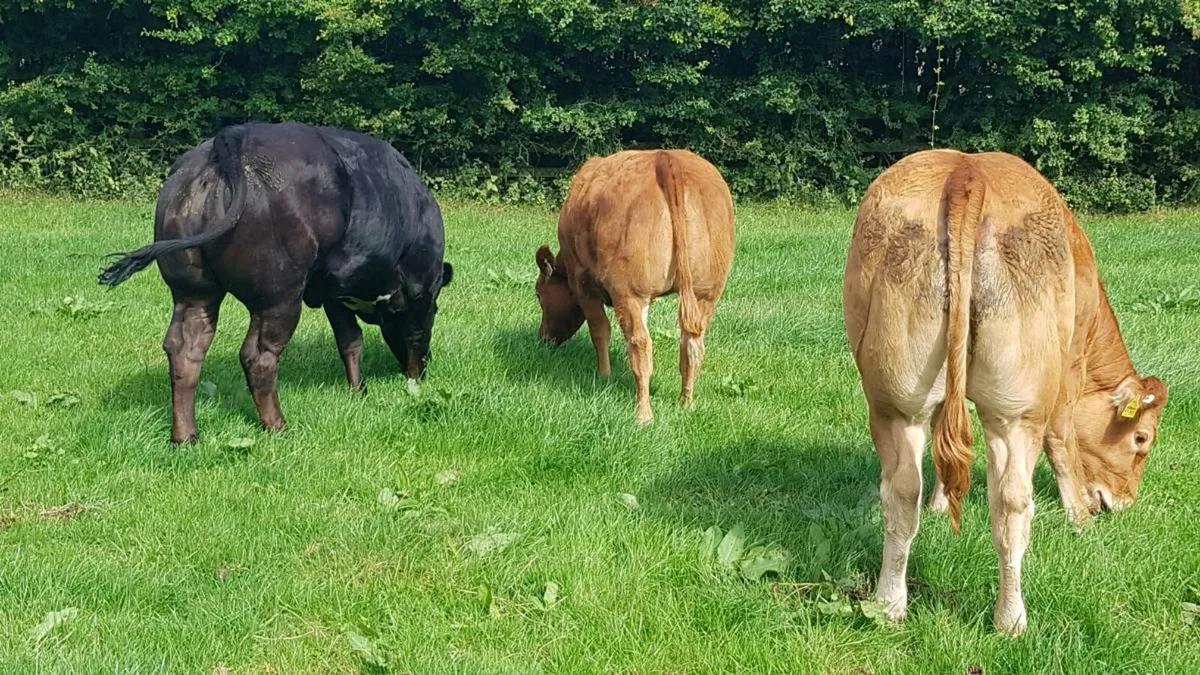 BB and Limo weanlings - Image 4