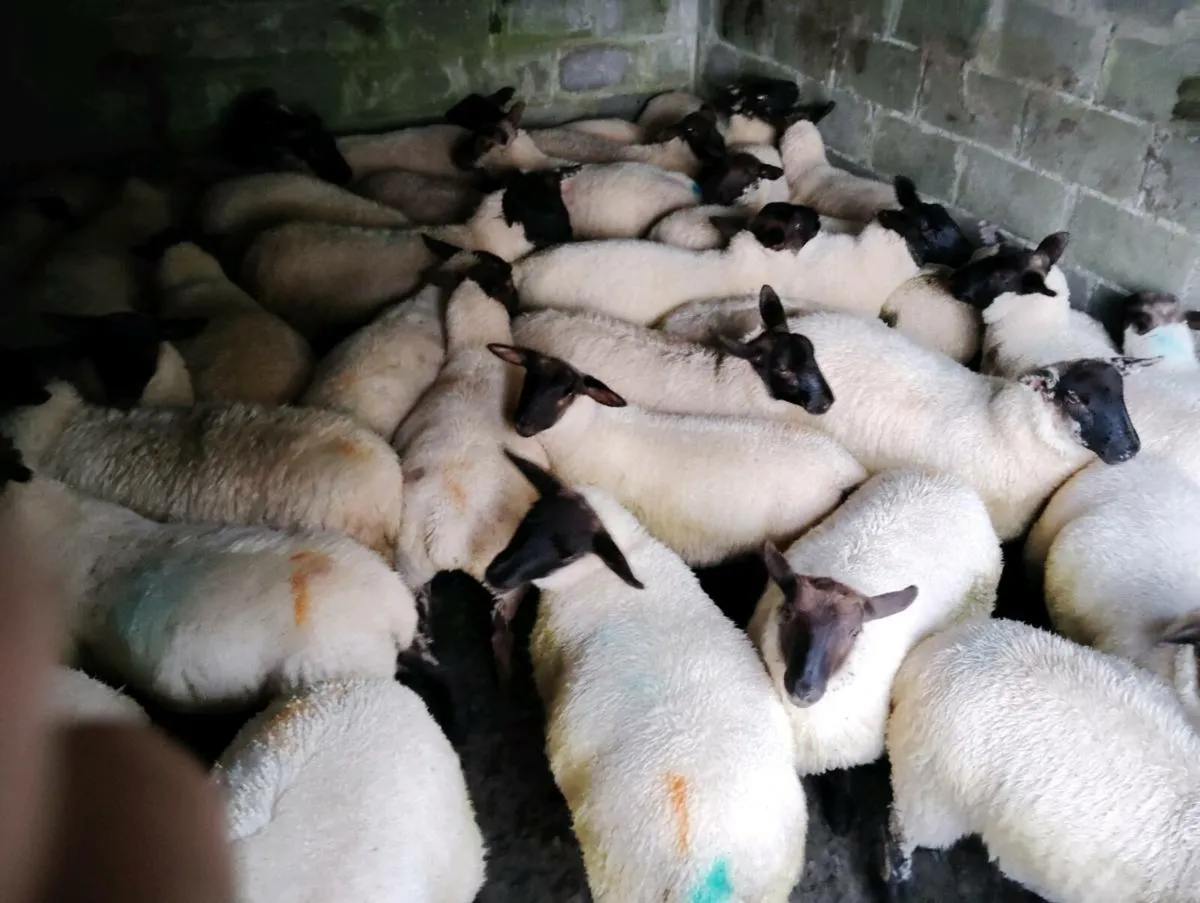 Suffolk X Ewe Lambs 43 - Image 2