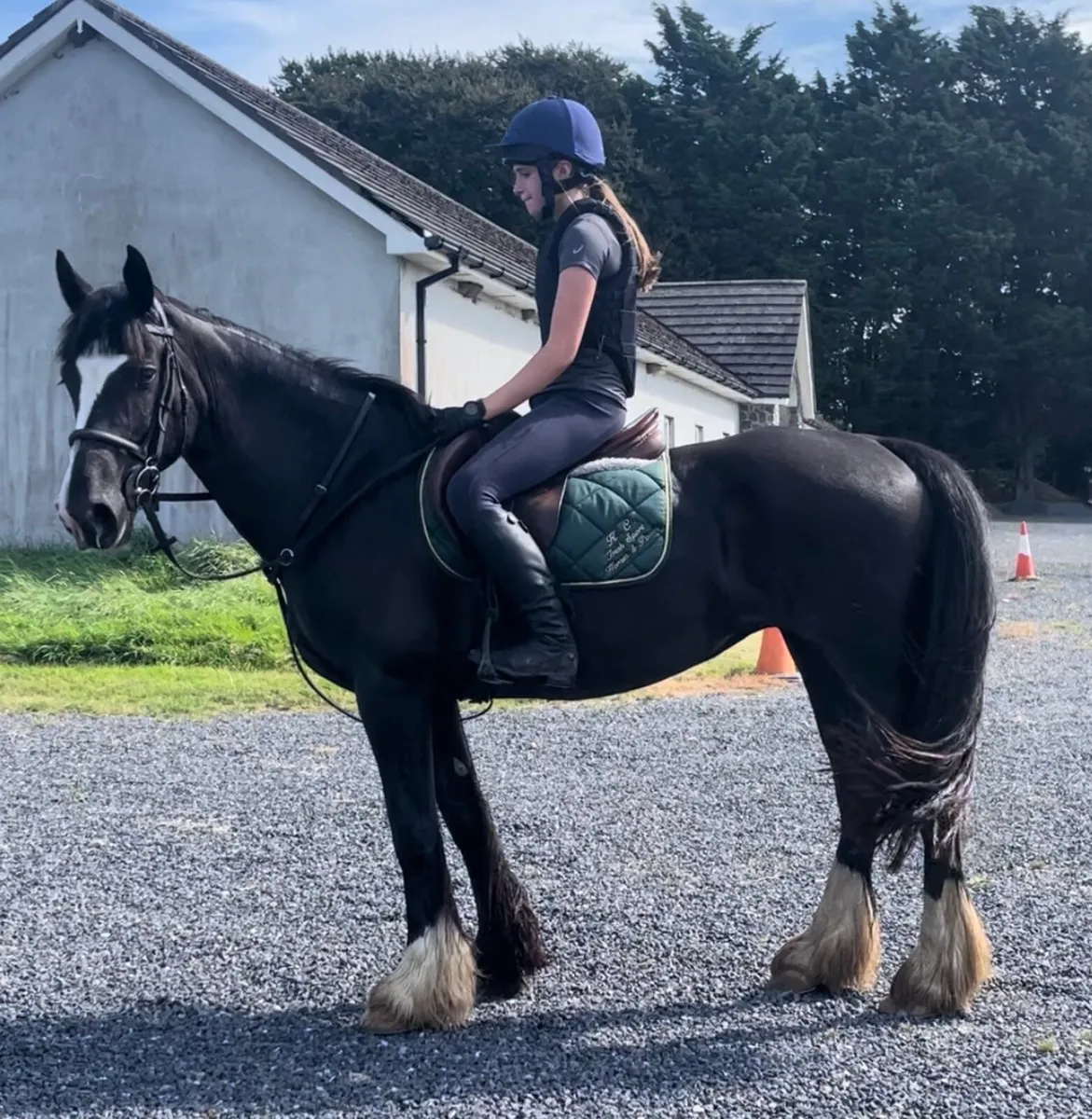 Genuine cob mare - Image 1