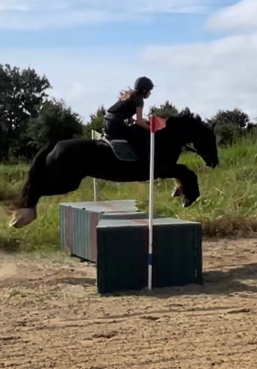 Genuine cob mare - Image 2