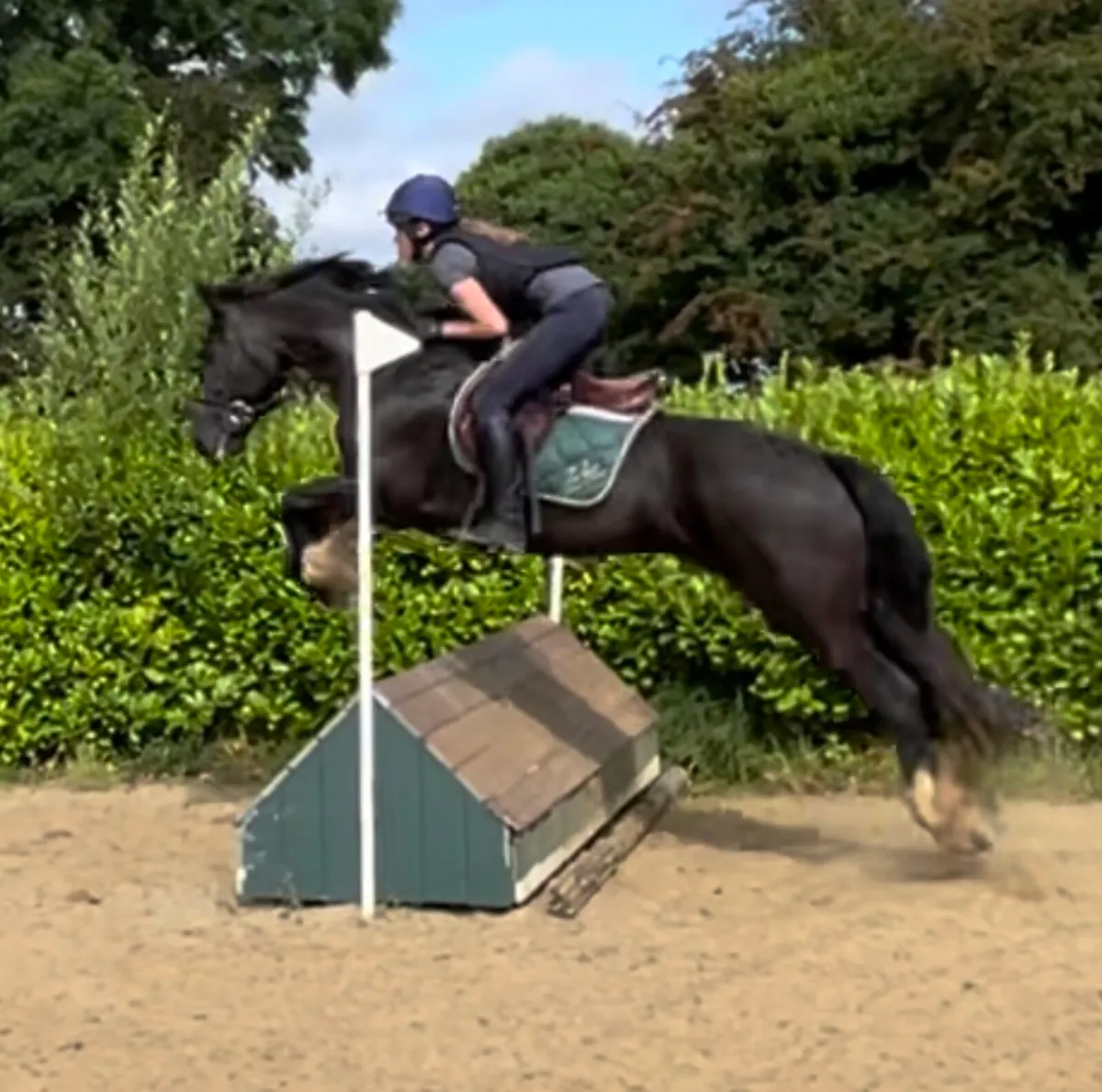 Genuine cob mare - Image 3