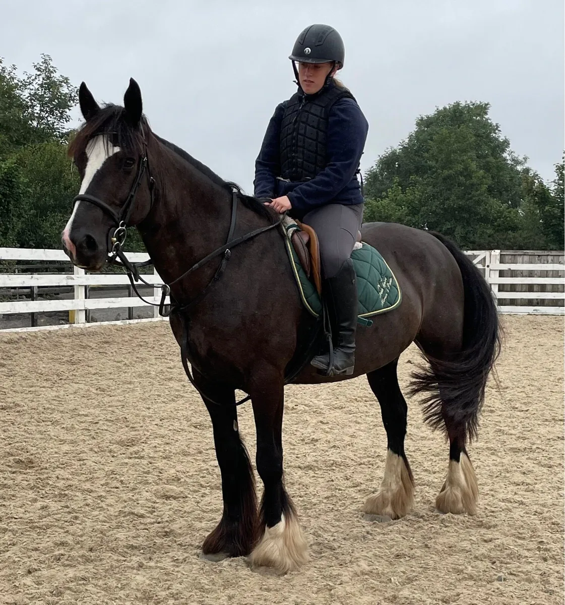 Genuine cob mare - Image 4