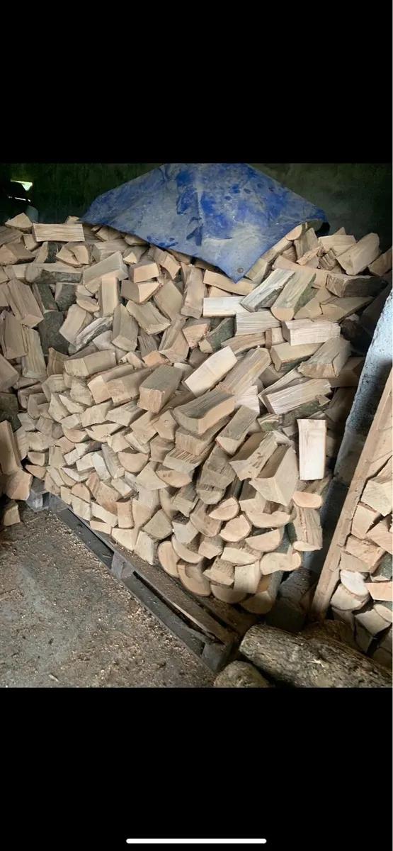 Ash firewood - Image 3