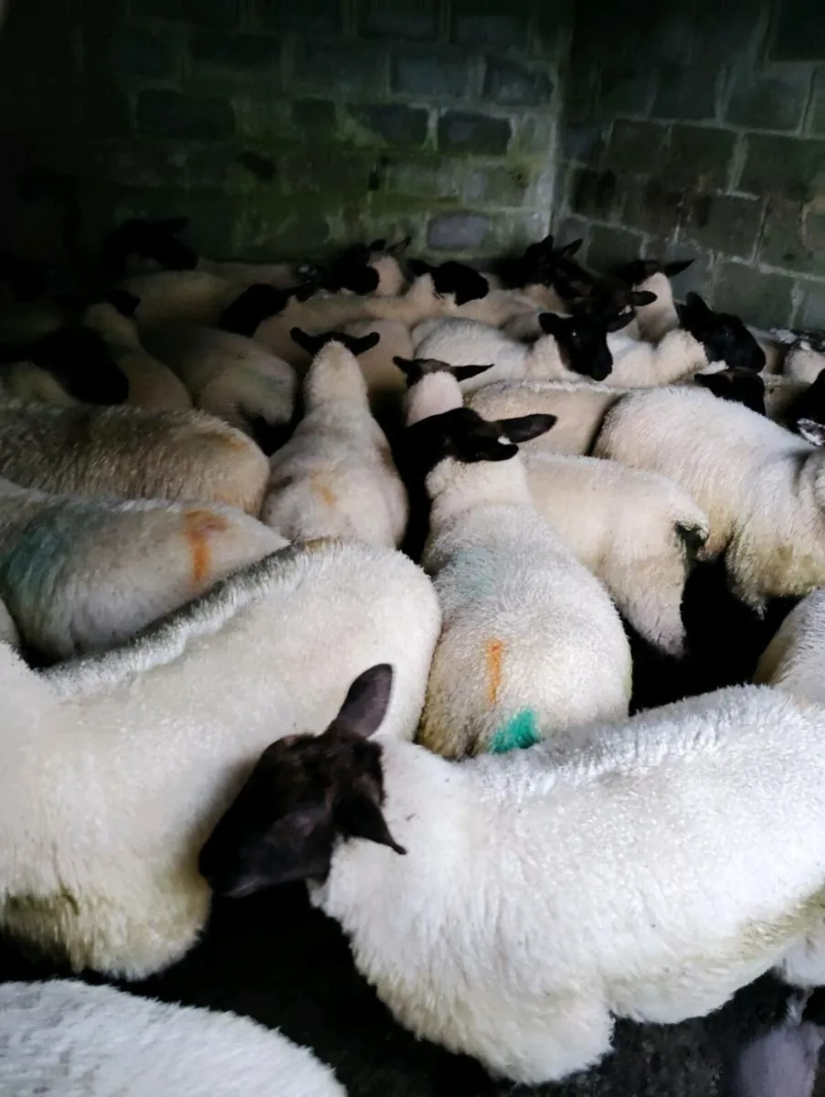 Suffolk X Ewe Lambs 43 - Image 3