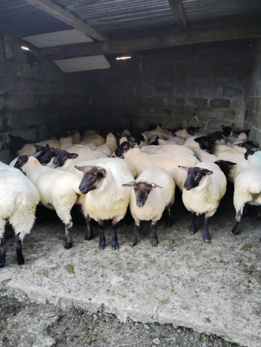 Suffolk X Ewe Lambs 43 - Image 4