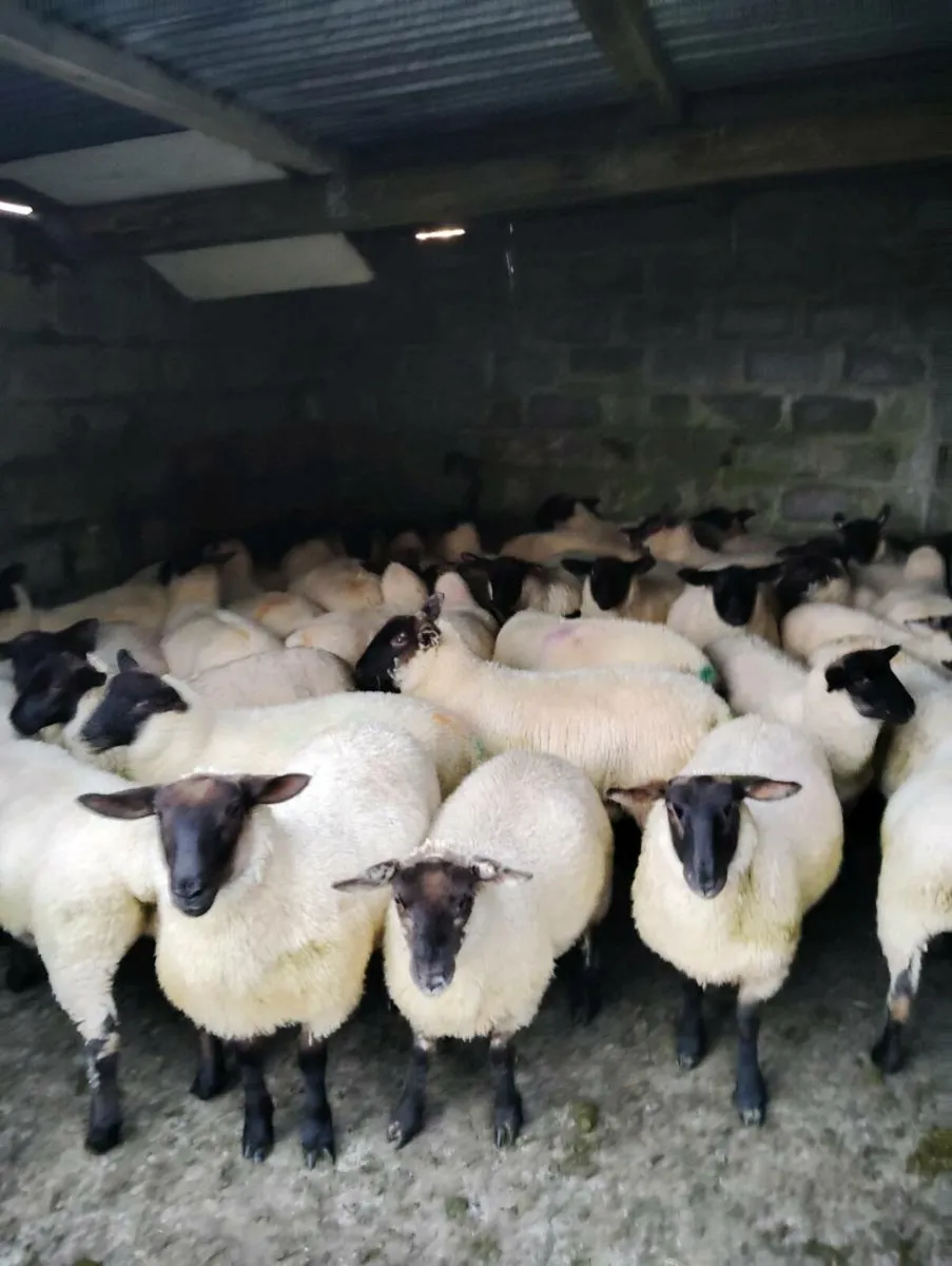 Suffolk X Ewe Lambs 43 - Image 1