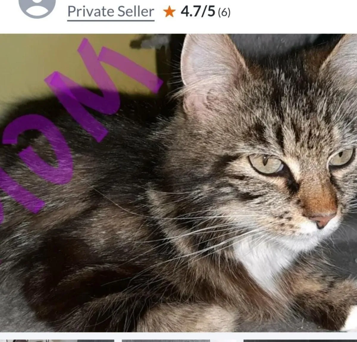 Kittens - Image 3