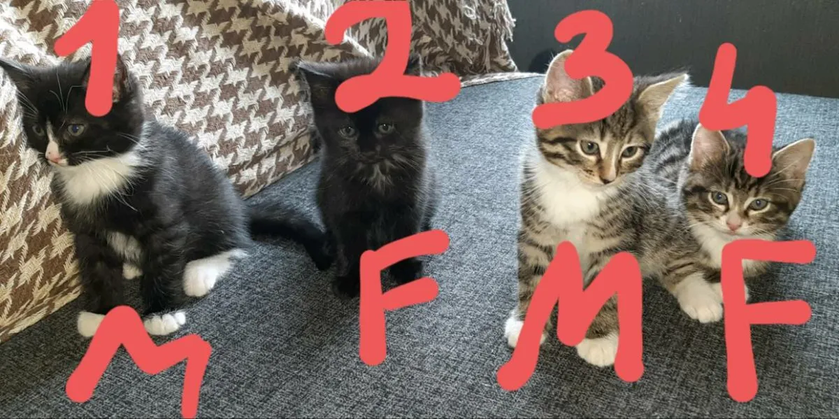 Kittens - Image 4