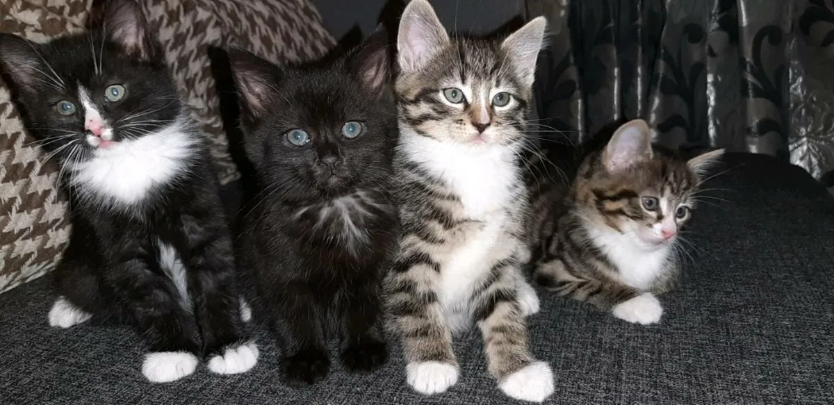 Kittens - Image 1