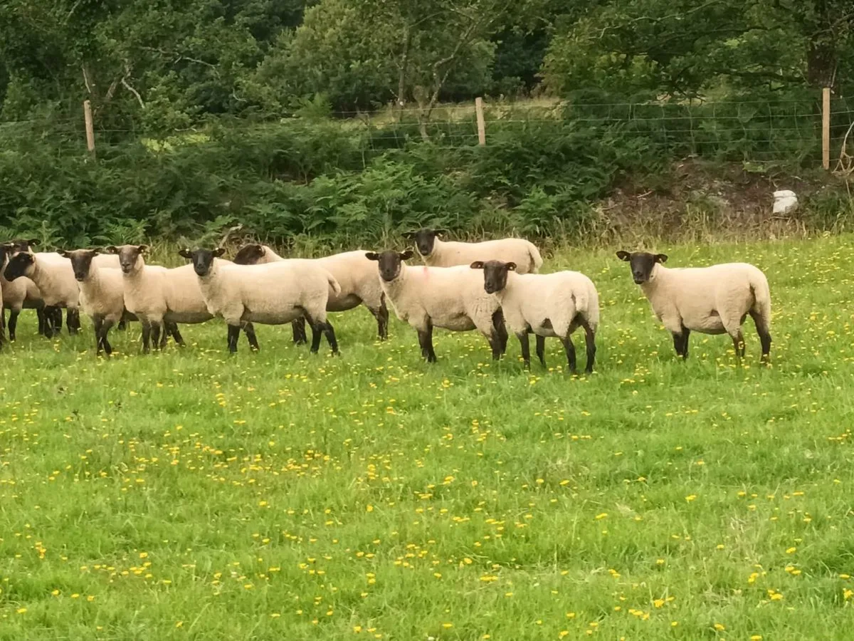 13 SUFFOLK HOGGET EWES - Image 1