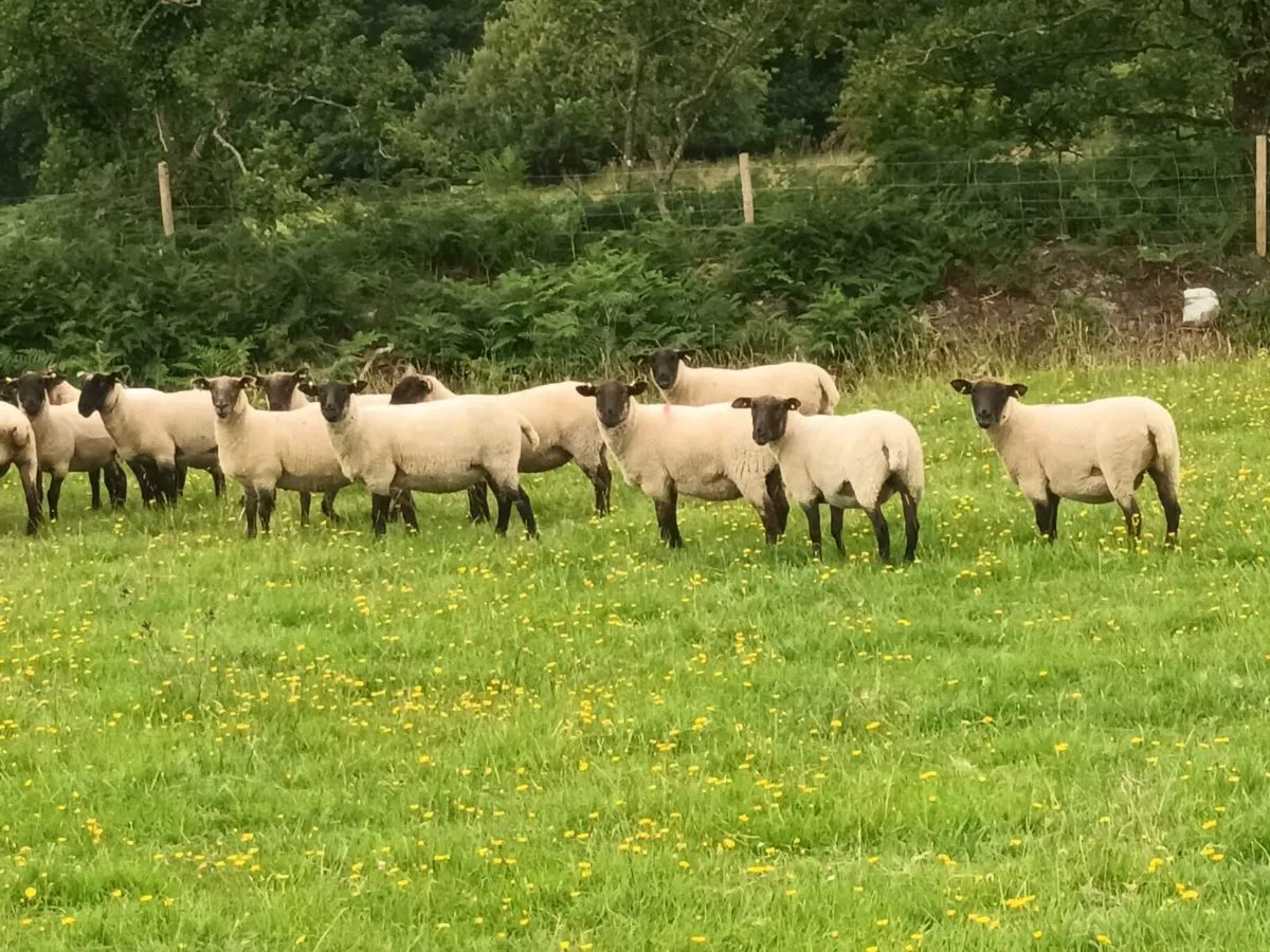 13 SUFFOLK HOGGET EWES - Image 3