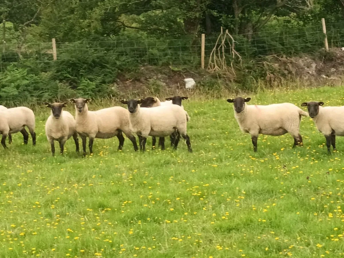 13 SUFFOLK HOGGET EWES - Image 4