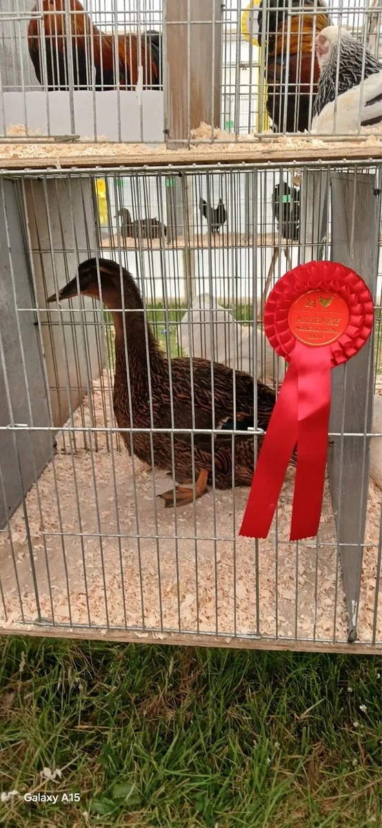 Poultry, Bird and Small Animal Sale( See details) - Image 2