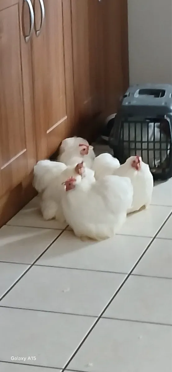 Poultry, Bird and Small Animal Sale( See details) - Image 3