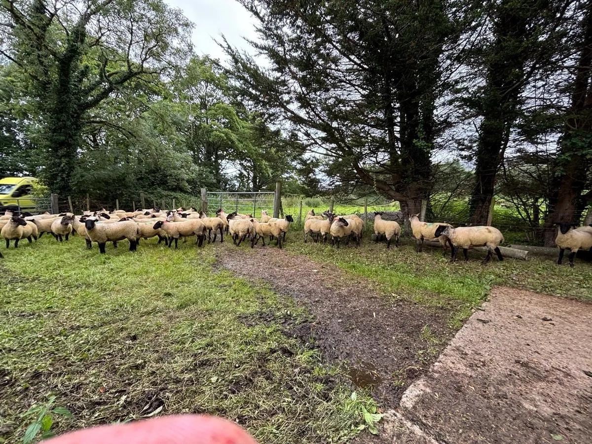 Suffolk x hoggetts for Manorhamilton Mart today. - Image 3