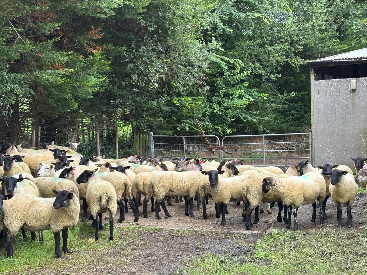 Suffolk x hoggetts for Manorhamilton Mart today. - Image 4