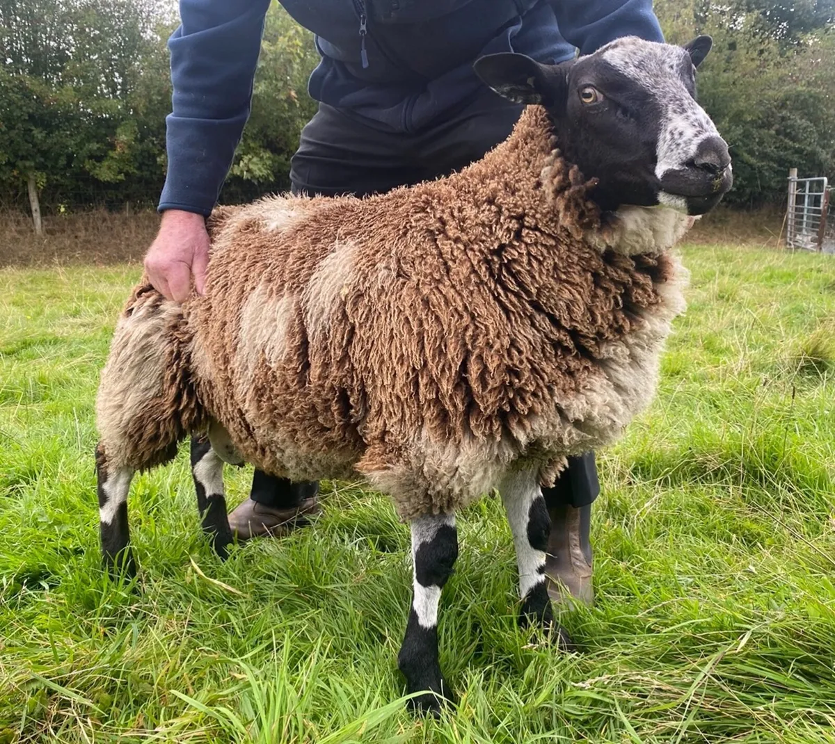 Dutch Spotted PB Rams - Image 1