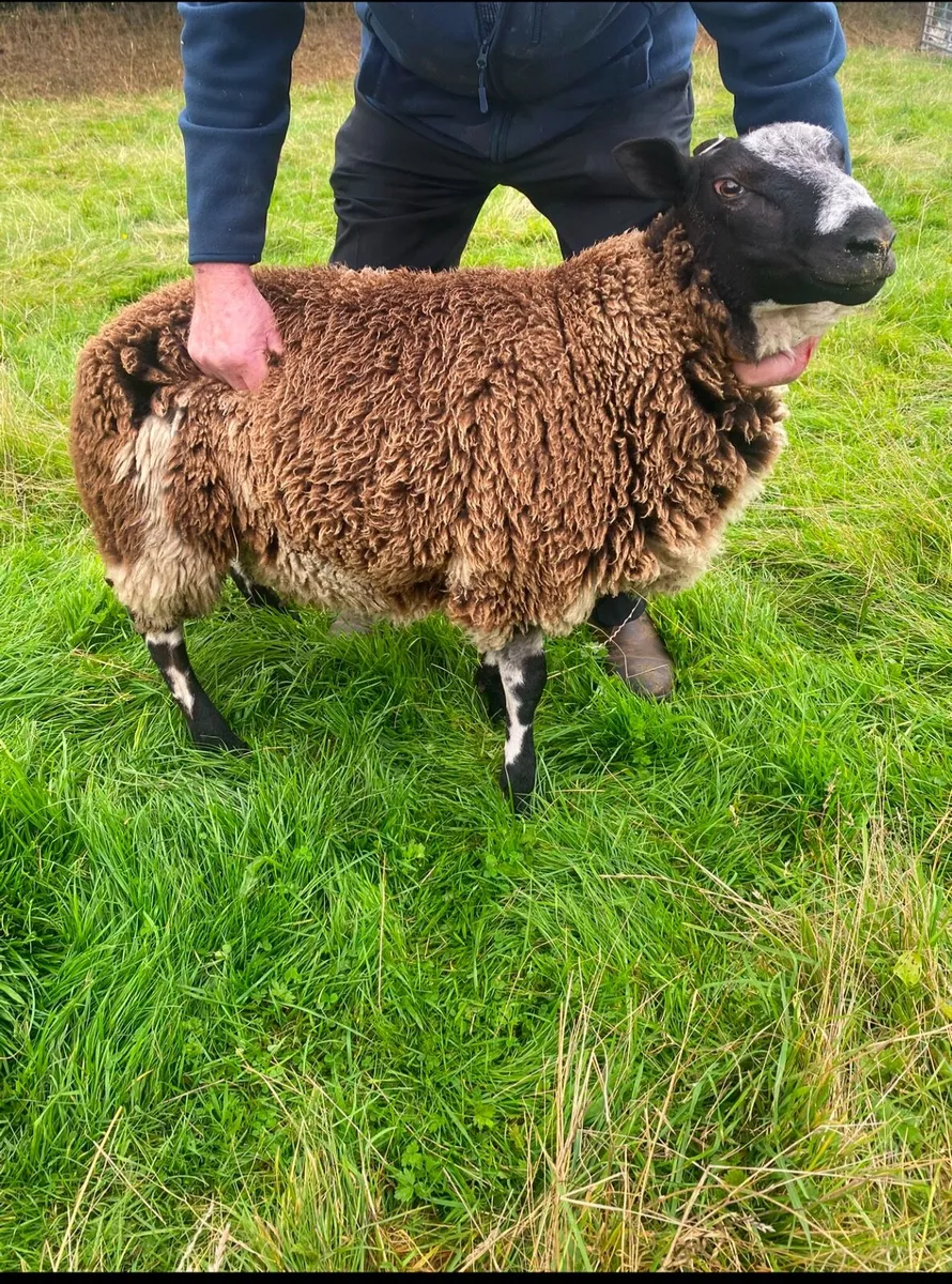 Dutch Spotted PB Rams - Image 2