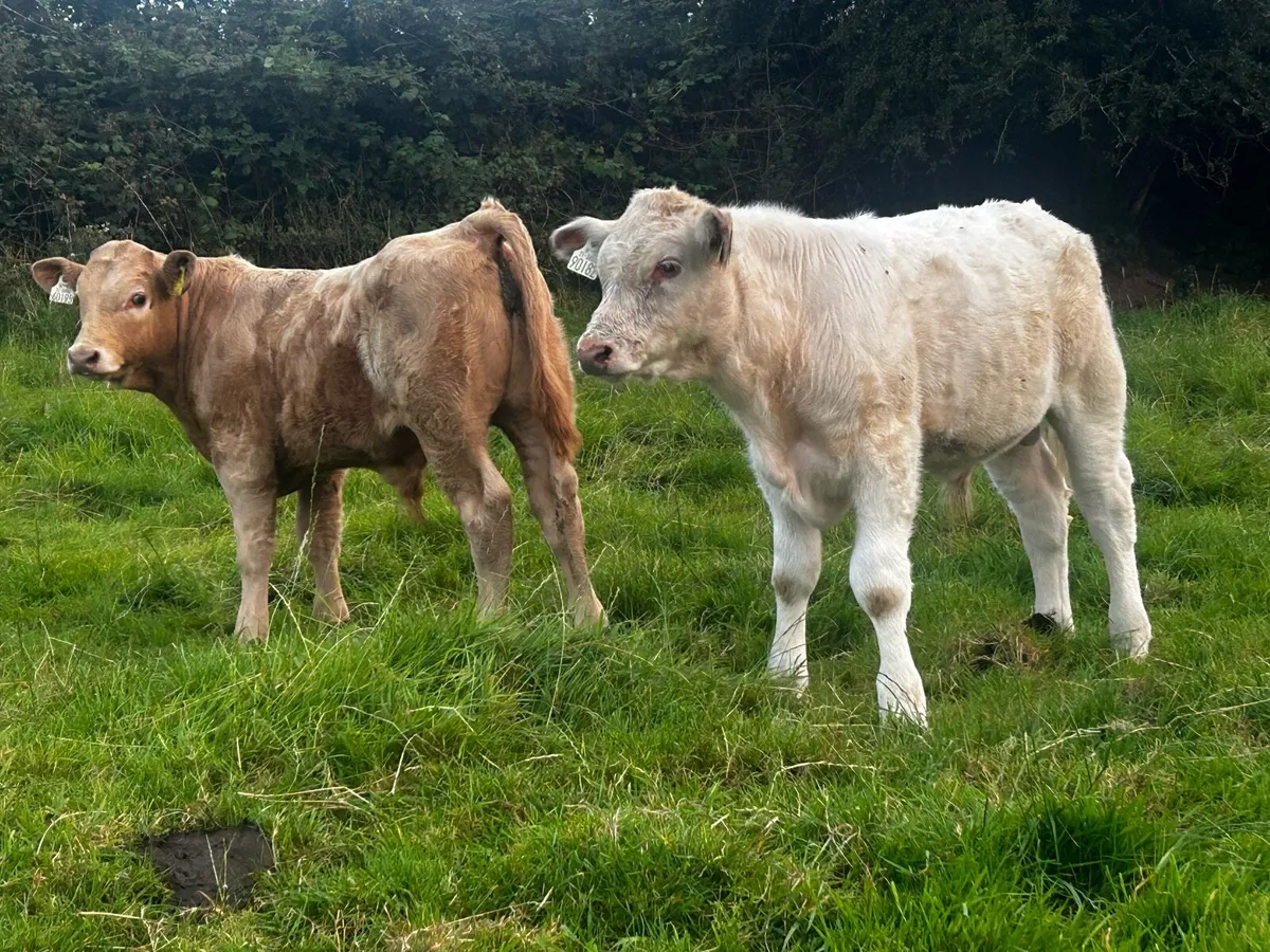 Two Suckler Bred Charolais Bull Runners - Image 1