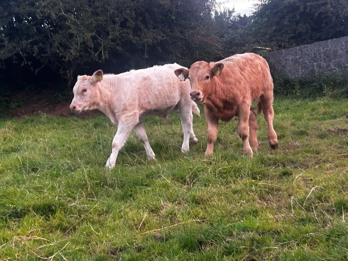 Two Suckler Bred Charolais Bull Runners - Image 2