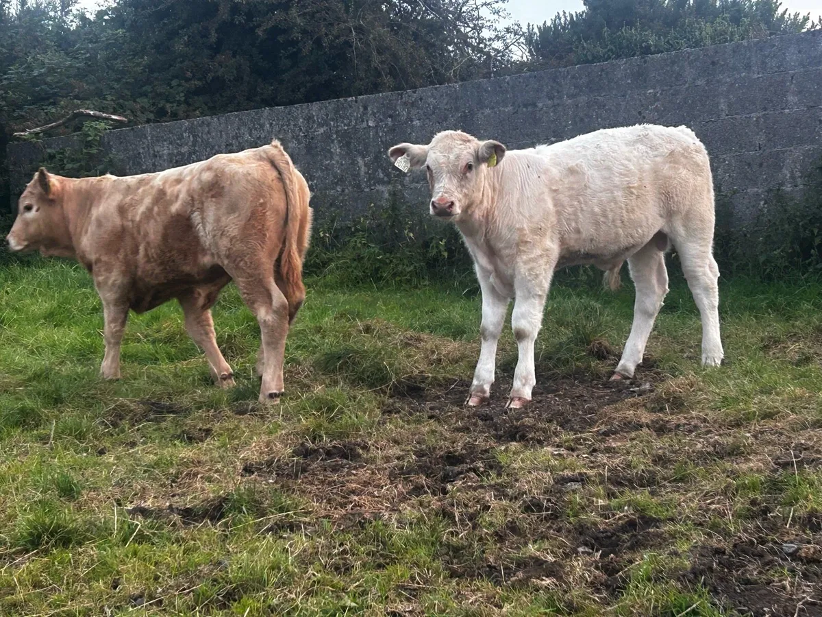 Two Suckler Bred Charolais Bull Runners - Image 3