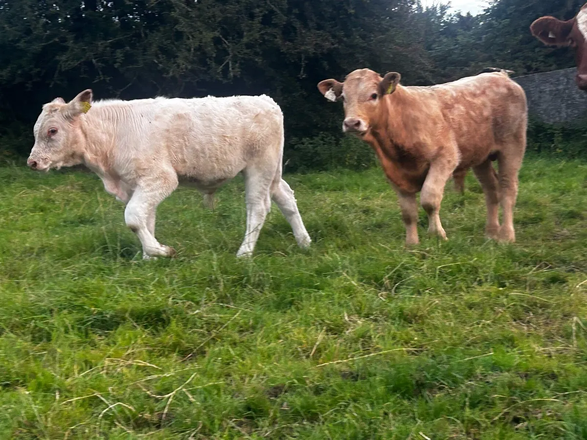 Two Suckler Bred Charolais Bull Runners - Image 4