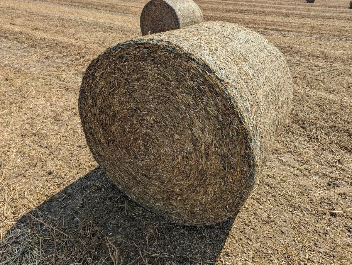Pea straw in well-packed 4x4s - Image 2